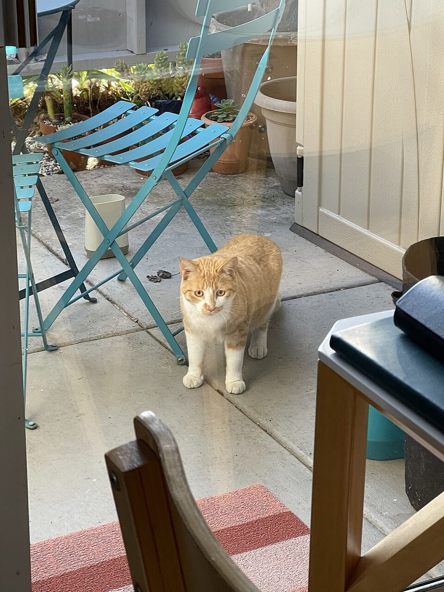 An orange and white cat standing warily on a patio