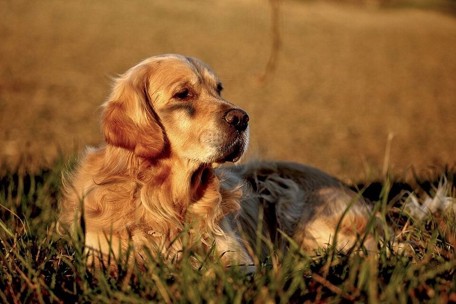 A golden retriever lying in grass, lit by warm evening sun