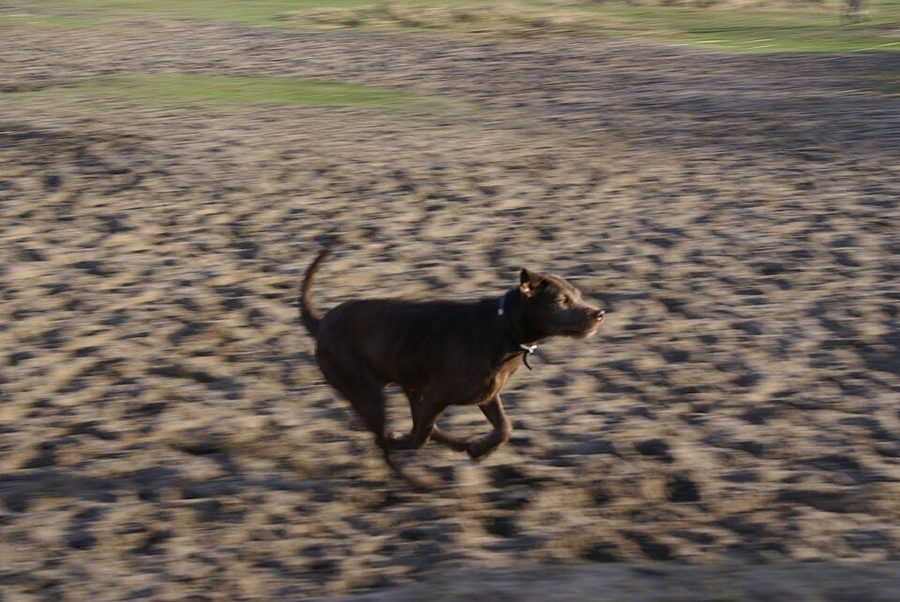A dog running at full stride across a dirt trail in morning light